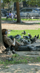 Person rests against tree in sunlit New York park