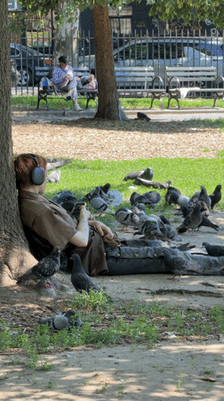 Person rests against tree in sunlit New York park