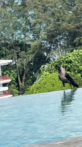 A crow stands at the edge of a swimming pool. The crow is black with a grey neck and head. It is facing the water and appears to be drinking or looking at its reflection. The water in the pool is clear blue and reflects the sky and surrounding greenery. In the background, there are lush green trees and some buildings with balconies. The sky is bright and appears to be sunny.