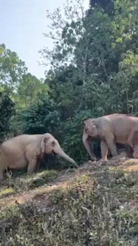 The video shows two elephants on a hillside partially covered in green vegetation. The elephants are both a similar pale color, possibly due to dust or mud. The elephant on the left is foraging on the ground while the elephant on the right stands on slightly higher ground, its trunk hanging down. The background is filled with green trees and a clear sky.