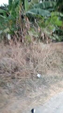 The video shows a person riding on a motorcycle down a dirt road. The road is lined with trees and vegetation, and there are some rocks and debris on the side of the road. The person on the motorcycle is wearing a dark shirt and pants, and their face is not visible. The motorcycle is a dark color, and it appears to be a dirt bike. The video is shaky, and the lighting is poor, suggesting that the video was taken at night or in low light conditions.