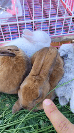 Multi-colored rabbits gathered on artificial grass in Ciudad Nueva