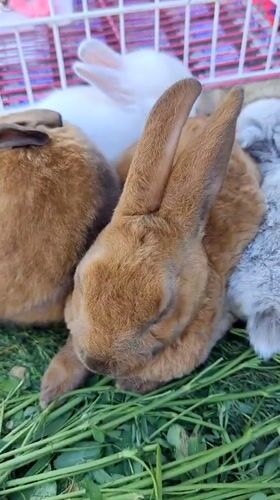 Multi-colored rabbits gathered on artificial grass in Ciudad Nueva