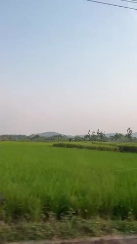 The video shows a side view of a lush green rice paddy field under a clear sky. In the distance, rolling hills are visible. Various trees are scattered throughout the landscape, some of which appear to be banana trees. A small hut or structure is situated among the trees on the right side of the frame. On the far right, a house with a green roof and walls is partially visible. The perspective suggests the video was filmed from a moving vehicle, with the foreground showing blurred grass and a concrete barrier. Power lines are visible stretched across the top of the frame.