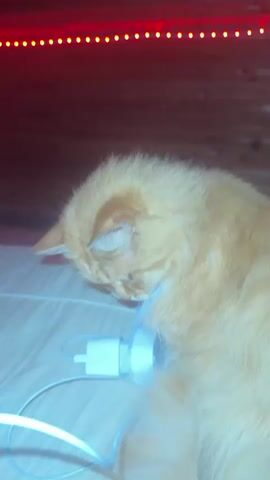 A close-up shot shows an orange cat lying on a bed with a white charging brick and white cable nearby. A person's hand is seen petting the cat. The background is dark with a red LED strip light across the top. The cat occasionally moves its head and body.
