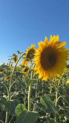 This is a vertical, close-up, low-angle shot of a field of sunflowers under a clear blue sky. The camera is positioned at the base of a sunflower, looking up towards its face. Several sunflowers are visible, with the one in the foreground being the most prominent. Its bright yellow petals are illuminated by the sun, and its dark center is clearly visible. The stems and large green leaves of the sunflowers are also in focus. In the background, more sunflowers extend into the distance, and a blurred red crane or construction equipment is visible on the horizon. The overall impression is one of a sunny, idyllic summer day in a sunflower field. There are no people visible in the video.