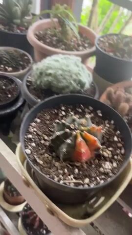 The video shows a shelf holding a variety of objects. The first shelf is a close up that has succulents and other small plants. The shelf pans up to show a black metal wire shelving system that is filled with various objects, including a painting of a cat, plants, vases, framed art, and small decorative figures. There are tall windows behind the shelf.
