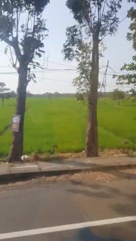The video shows a view from a moving vehicle looking out at a rural landscape. The foreground consists of a road with a white line down the center. To the right of the road is a curb and then a large, flat field of green vegetation, likely rice paddies, stretching into the distance. Power lines are visible overhead, supported by wooden poles. In the second clip, a person on a motorcycle passes by on the road. In the fourth clip, a dirt path leads uphill from the road, bordered by the green fields and more power poles. The sky is clear and the sun is shining.