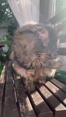 A fluffy, long-haired tabby cat is grooming itself on a wooden bench. The cat is predominantly brown with darker stripes and lighter cream-colored fur on its chest and belly. Its fur appears slightly damp, and it is actively licking its paw, which is held up to its face, obscuring its eyes. The sunlight is bright and casts strong shadows across the wooden slats of the bench, suggesting it is a sunny day. Behind the cat, a white sheer curtain is visible, likely part of an outdoor gazebo or porch. Green foliage can be seen in the background, indicating an outdoor setting with plants. The overall mood is one of peaceful, everyday activity. The time of day appears to be late morning or early afternoon due to the angle and intensity of the sunlight.