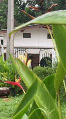 Colorful bird spotted in Kabalana garden, Sri Lanka