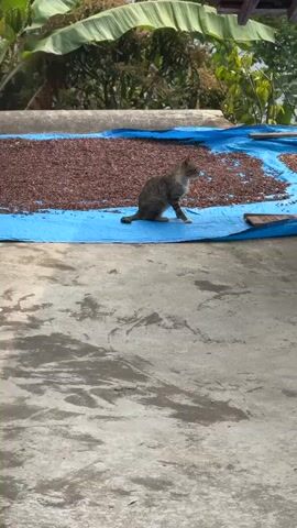 A tabby cat sits on a bright blue tarp spread out on a concrete surface. The tarp is covered with a large quantity of small, brown objects, possibly cocoa beans, spread out to dry. Behind the tarp, large green banana leaves are visible against a bright sky, suggesting an outdoor setting in a tropical or subtropical climate. The cat is looking towards the camera.
