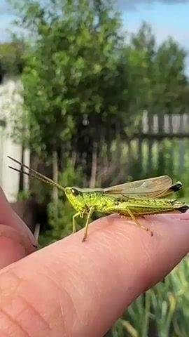 This close-up video shows a bright green grasshopper perched on a person's fingertip. The grasshopper is facing left, with its long antennae extended forward. Its body is segmented and appears to be smooth. The grasshopper's wings are folded over its back, and they are a lighter, translucent green with darker veins. Its hind legs are tucked beneath its body, ready for jumping.

The setting appears to be outdoors, likely in a rural or garden area, given the background. Behind the finger and grasshopper, there is lush green foliage, possibly trees or bushes, and a wooden fence. The sky is visible at the top of the frame and appears to be a pale blue, suggesting it might be daytime with some clouds. The overall lighting suggests it's a sunny day. The focus is sharply on the grasshopper and the fingertip, with the background softly blurred.

The activity is the grasshopper resting or being held on the finger. The person's finger is large in the frame, showing the texture of the skin. The person's fingernails are visible on the left side of the frame. There are no discernible emotions conveyed by the image, other than perhaps a sense of curiosity or gentleness from the person holding the insect.

There is no visible text in the video. The timestamp at the beginning indicates the video started at 00:00 and the clips are roughly one second long. The location context provided is Mursalimkino, Russia, which aligns with the visual cues of a rural outdoor environment.