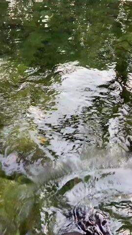 The video shows a person's legs and feet partially submerged in shallow, clear water. The water is rippling, suggesting movement. The bottom of the water appears to be covered in green moss or algae and small rocks. The reflections on the water's surface show green foliage, indicating an outdoor, natural environment, possibly a stream or creek. The person is wearing dark pants and dark shoes. The camera is pointed downwards, focusing on the interaction of the feet with the water.