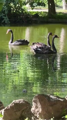The video shows three black swans swimming in a green-colored pond. The camera pans left following one swan. The edges of the pond are visible with rocks and greenery. Sunlight glints on the water.