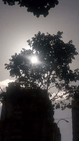 Sunlight through Caracas tree canopy, city skyline in background