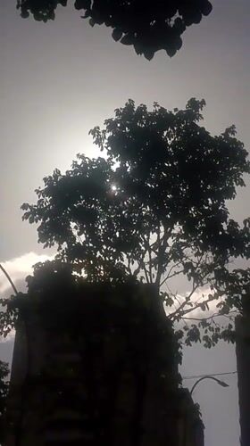Sunlight through Caracas tree canopy, city skyline in background