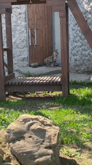 Morning scenes captured around Izhevsk zoo and city streets