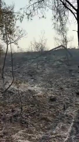 The video shows a landscape that has been devastated by a forest fire. The ground is covered in ash and burnt debris, with only charred remains of trees and vegetation visible. The sky is overcast, suggesting a hazy atmosphere likely due to lingering smoke. The scene lacks any signs of life or human activity.