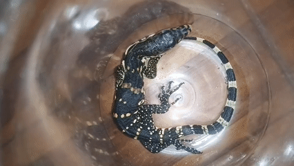 Juvenile monitor lizards fed crickets, ducklings sheltered nearby in Mewek