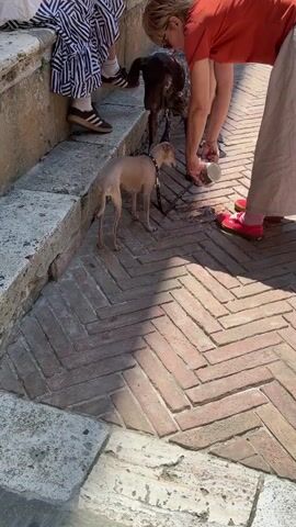 Two dogs, one a slender fawn-colored breed and the other a larger dark-colored breed, are on a herringbone brick pathway. A person wearing a red shirt and beige skirt is bending down, holding a metal cup near the fawn-colored dog. Another person, partially visible from the waist down, is wearing a striped dress and black shoes with white stripes. The fawn-colored dog is looking up at the person with the red shirt. A dark-colored dog is standing behind the fawn-colored dog and facing away from the camera. The ground is made of light-colored stone steps and the herringbone brick pathway. Sunlight is casting a shadow on the pathway.