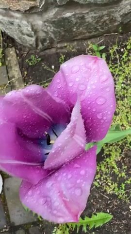 The video shows a close-up of a purple tulip covered in raindrops. The flower is fully open, revealing its interior with blue and yellow details. The background includes a stone wall and some green plants in the soil. There are no people visible in the frame.  The camera slowly pans up to show the flower in more detail.