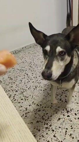 A person's hand is holding a small piece of food, possibly salmon, towards a dog. The dog, a husky mix with distinctive markings, leans in and licks the food from the hand. The dog then swallows the food and looks up, its mouth slightly open. The scene takes place indoors, on a tiled floor, with a light-colored wall in the background.