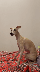 Greyhound-type dog relaxes and eyes the dinner plate in Saint Petersburg