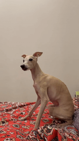 Greyhound-type dog relaxes and eyes the dinner plate in Saint Petersburg