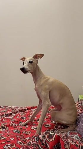 Greyhound-type dog relaxes and eyes the dinner plate in Saint Petersburg