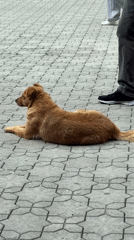 Dog rests on street tiles in Gyumri, Armenia
