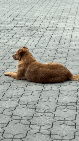 Dog rests on street tiles in Gyumri, Armenia