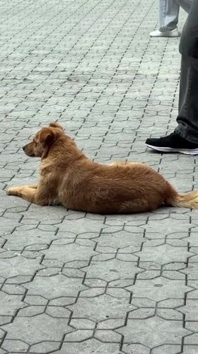 Dog rests on street tiles in Gyumri, Armenia