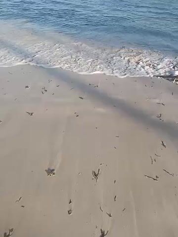 The video shows a beach with light-colored sand and clear, blue water lapping the shore. The beach is covered with small pieces of seaweed and other debris. The shadows of trees or structures are visible on the sand.