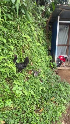 The camera pans across a lush, green hillside covered in ferns and other foliage. A black chicken and several chicks are foraging in the undergrowth. A small shed with a blue and white door is visible in the background, along with some assorted items like bags and rope. The camera follows the chickens as they move through the dense greenery.