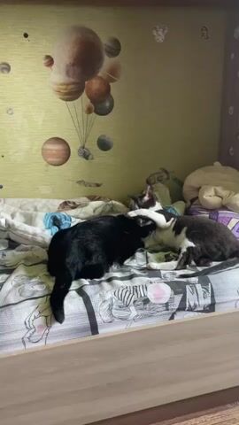 Two cats are on a bed. One cat is black and the other is black and white. The black cat is on the left, facing the right. The black and white cat is on the right, facing the left. Their heads are touching. The bed has a patterned comforter and pillows. The wall behind the bed has a planet-themed wallpaper and some small stickers. A portion of a wooden bed frame is visible at the bottom of the frame.