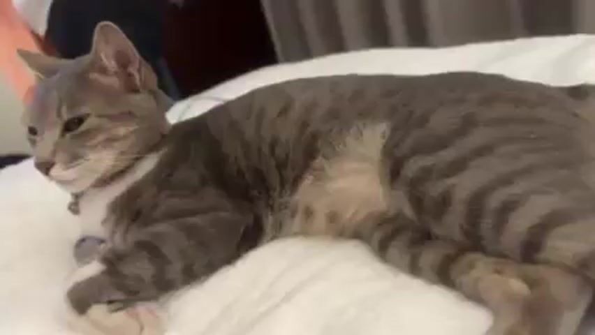A gray and white tabby cat is lying on a white bed. The cat is wearing a collar with a bell. The cat opens its eyes slowly and looks at the camera. There are some dark curtains in the background.