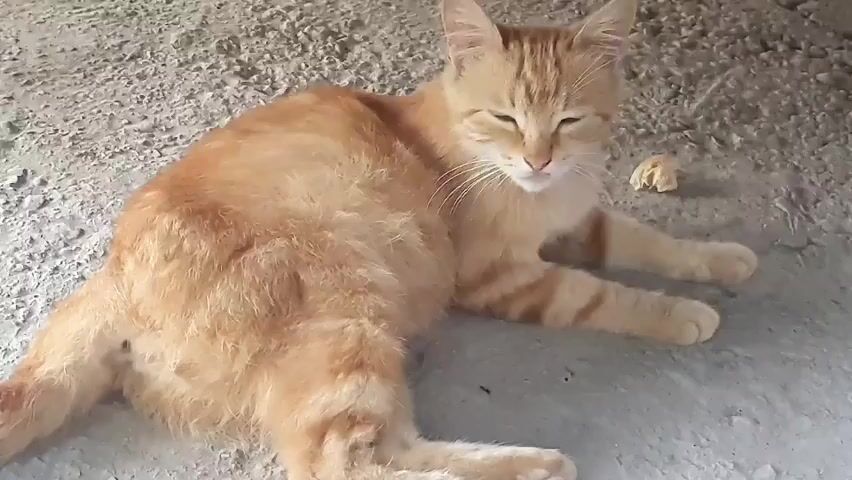 The video shows a ginger tabby cat lying on a concrete or dirt surface. The cat appears relaxed, with its eyes partially closed. There is a small piece of food or debris to the right of the cat. The lighting suggests it is daytime. The scene is likely outdoors, possibly in a rural or less-developed area given the ground texture. The cat's fur is slightly ruffled, and it has characteristic tabby markings. No people are visible. The setting appears to be a simple, unadorned area, perhaps a yard or pathway.