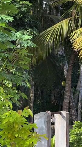 The video pans across a lush, green jungle scene in Arachikanda, Sri Lanka. Dominating the frame are tall palm trees with their fronds swaying gently, suggesting a tropical environment and possibly a warm, breezy day. In the foreground, a section of a concrete structure, possibly part of a building or garden feature, is visible.

The primary subjects are several monkeys engaged in activities within their natural habitat. One monkey is seen hanging from a branch or vine, its body contorted as it navigates the arboreal environment. Another monkey is climbing a palm tree, its limbs gripping the rough bark. A third monkey appears to be perched on the concrete structure, looking around. A bright green coconut hangs from one of the palm trees, adding a detail characteristic of the region.

The foliage is dense and varied, with broad green leaves of various plants filling the background and sides of the frame, creating a sense of depth and enclosure. The sunlight filtering through the leaves suggests it is daytime, likely late morning or early afternoon, given the brightness and the shadows cast.

The scene is peaceful and natural, showcasing the wildlife in its environment. There is no visible text in the video. The overall impression is one of a vibrant, biodiverse tropical landscape.