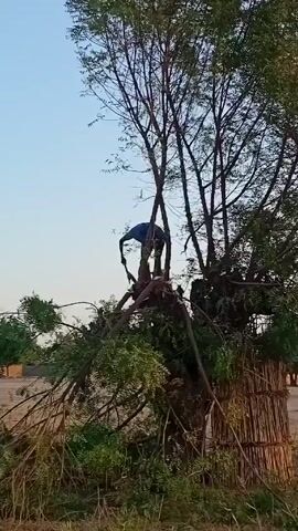 The video shows a man in a blue shirt cutting branches from a tree. The tree has a thick trunk and many branches. Some of the branches have been cut off and are lying on the ground. The trunk is wrapped with reeds. There is a bicycle parked nearby. The sky is clear and blue.