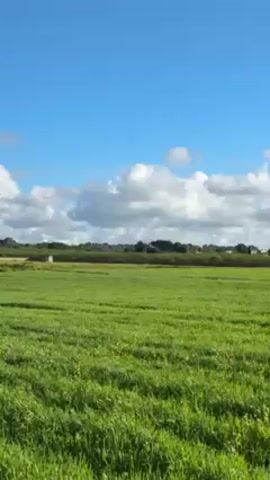 The video presents a wide shot of a lush, green field beneath a blue sky dotted with fluffy white clouds. The field, likely agricultural land, stretches into the distance where a row of trees and possibly distant buildings are visible. There is no visible human activity or interaction in the frame. The scene is dominated by the natural elements of the field and the sky.