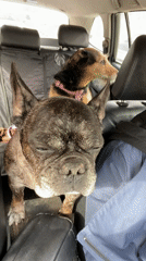 Two Dogs Spotted Resting in Car Back Seat, Moscow