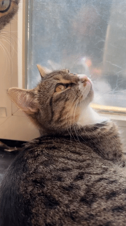 Two tabby cats nap and play by a Simferopol apartment window.