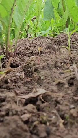 The video shows a close-up view of soil with a few small green plants growing out of it. The plants appear to be young seedlings. In the background, there are larger green leaves from what looks like more mature plants, suggesting this is a garden or a field. The soil is dark brown and appears moist. The camera is positioned very low to the ground, giving a worm's-eye view of the environment. There are no people or animals visible. The lighting suggests it is daytime, possibly overcast due to the diffused light. The overall impression is one of growth and nature.