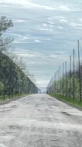 The video shows a car driving down a long, straight, cracked asphalt road.  On either side of the road is a tall black fence covered in green foliage. Extending from the fence posts over the road is a net. The net creates a tunnel-like effect over the entire road. The day is bright, and the sky is visible through the mesh of the net.