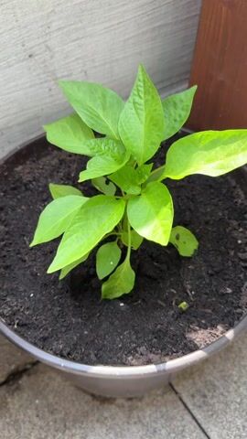 A close-up, high-angle shot shows a small, healthy green pepper plant growing in a dark brown pot filled with soil. The plant has several broad, vibrant green leaves and a visible stem. The pot is placed on a textured surface, possibly concrete, with a light-colored wall and a wooden surface visible in the background. The lighting suggests it is daytime, with some sunlight illuminating the plant. The video is short and static, showing no movement or action beyond the plant's presence in the pot.
