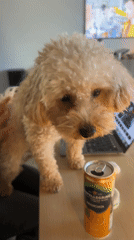 Poodle visits London office, sits on desk during workday