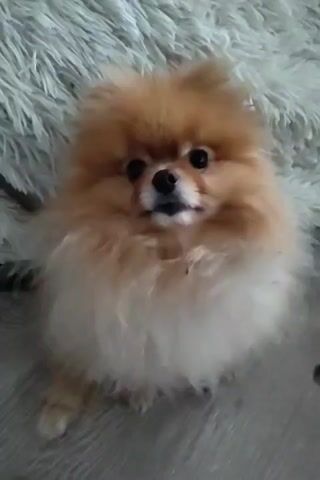 A Pomeranian dog is sitting on a furry rug and looking at the camera. The dog is tan and white and has a fluffy coat. The dog is sitting up on its hind legs with its front paws raised. The background is blurred and out of focus.