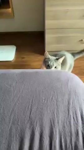 The video shows a gray tabby cat jumping onto a bed and attacking a person's foot, which is wearing a light blue sock. The cat is biting and clawing at the socked foot. The person can be heard making noises of surprise and amusement. The bed has a purple cover, and the room is simply furnished with a dresser and a wall-mounted mirror. The person is wearing a smart watch on their wrist.