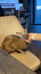 Tan cat enjoys petting session in Sankt-Peterburg