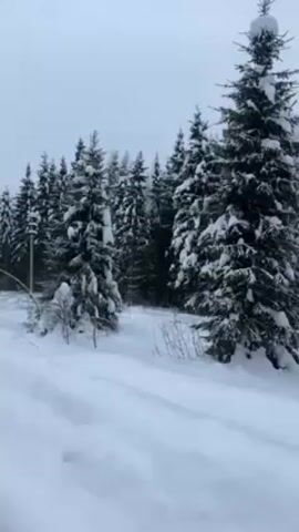 The camera pans across a snow-covered winter forest, revealing tall, snow-laden evergreen trees and a thick blanket of snow on the ground. The sky is overcast and grey. Traces of tire tracks or a path are visible in the snow. There are no visible people or animals in the shot.